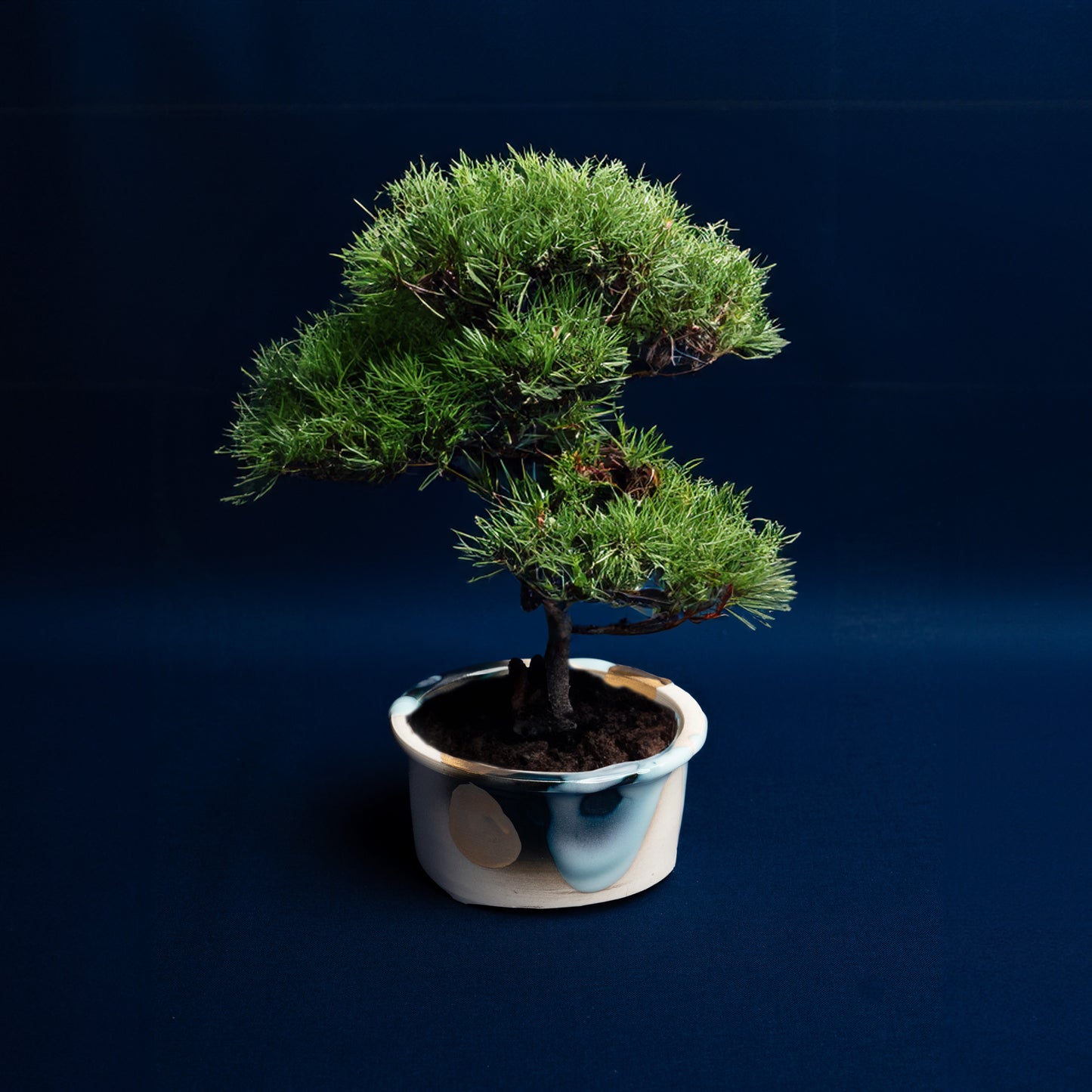 【竹西 予州】12_金彩影青流し Pot 【ESTHR】