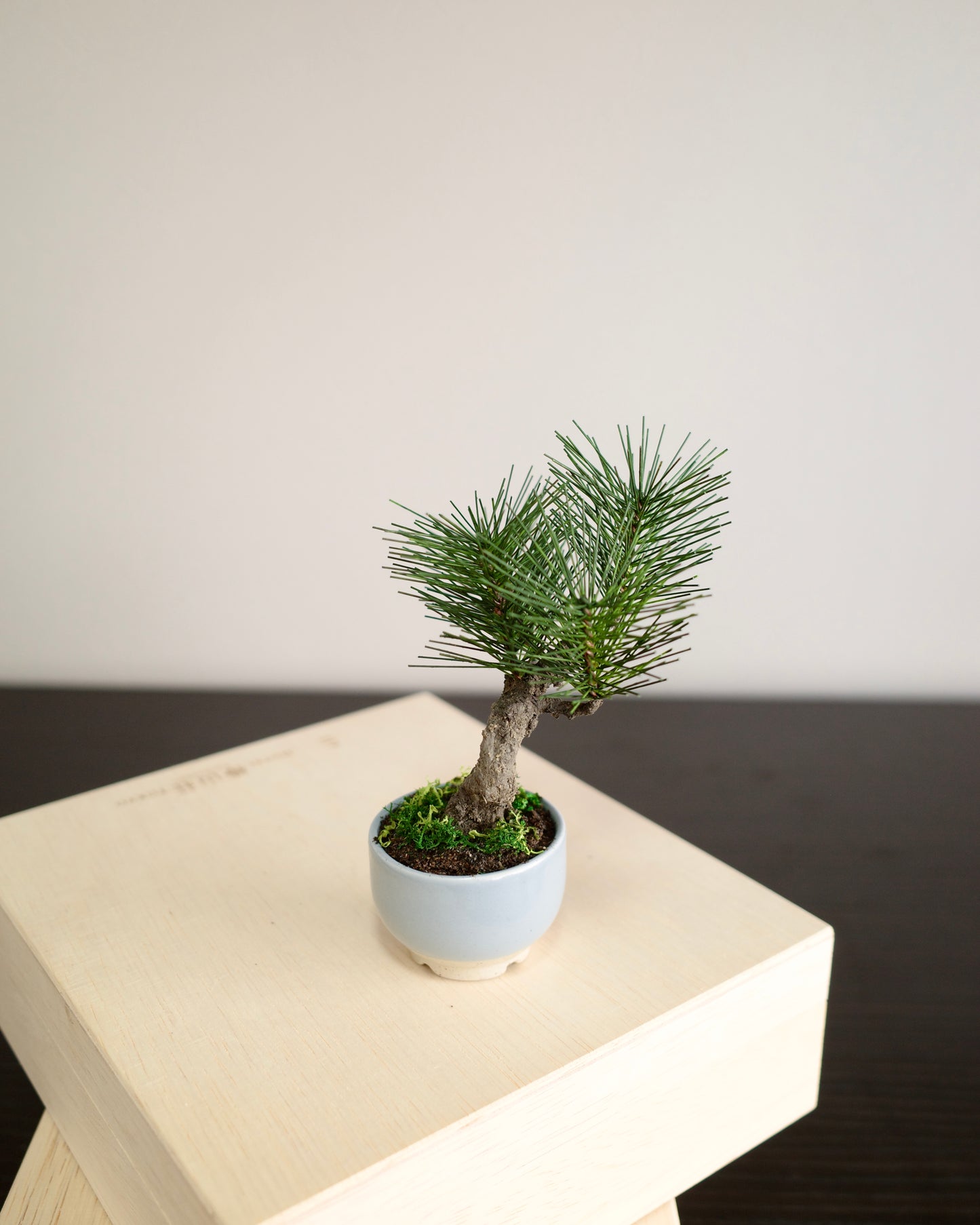 Artificial Moden Bonsai Petit