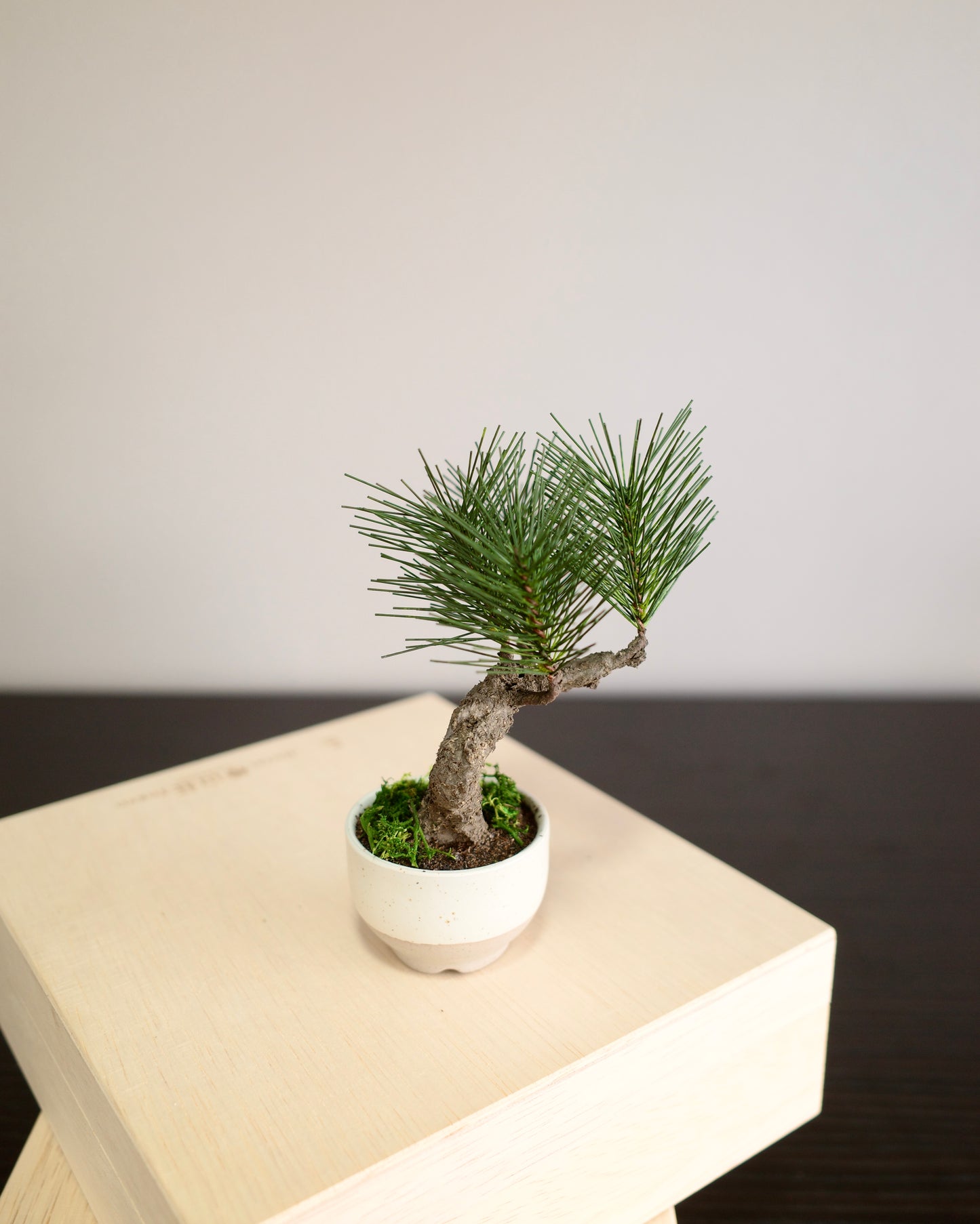 Artificial Moden Bonsai Petit