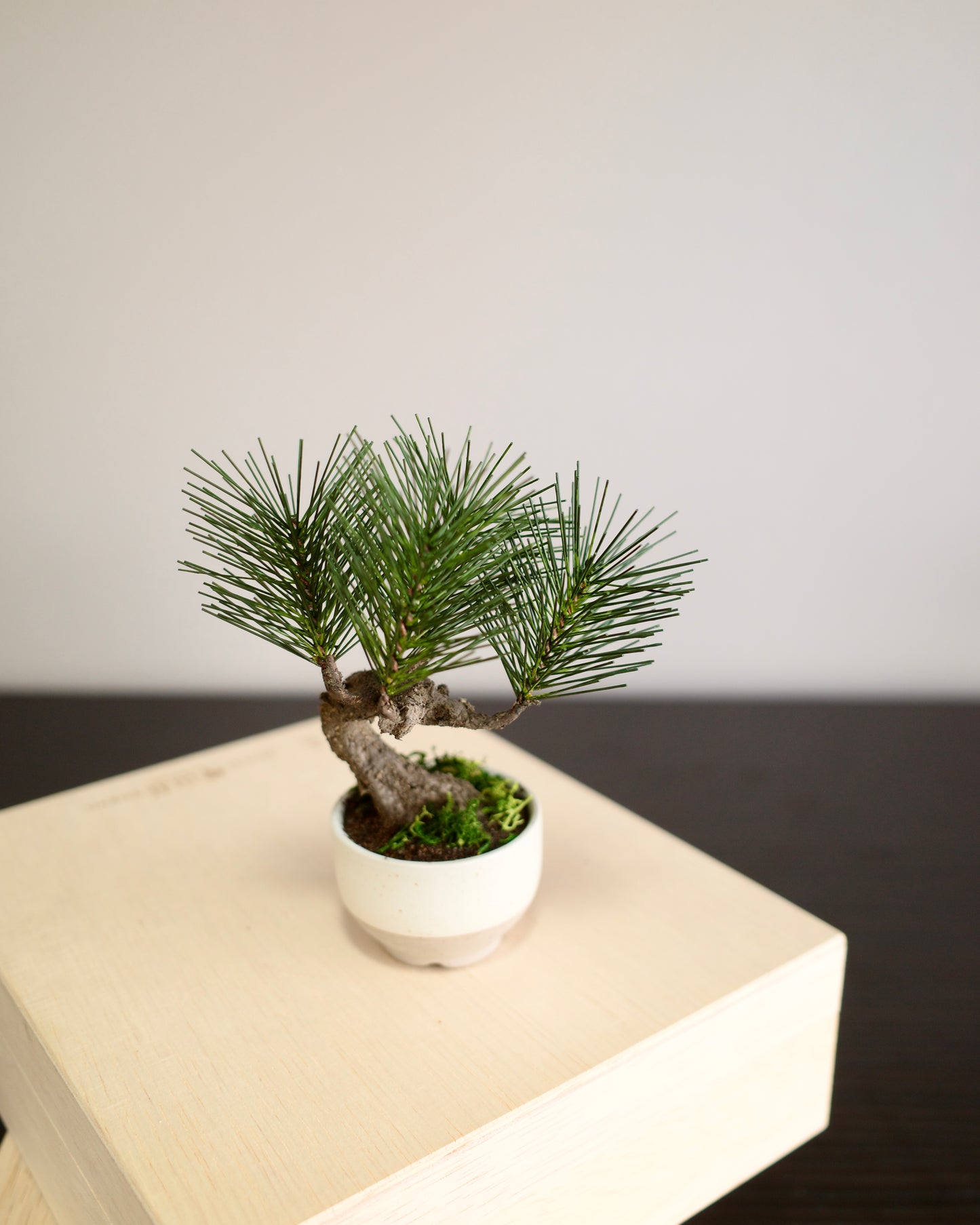 Artificial Moden Bonsai Petit