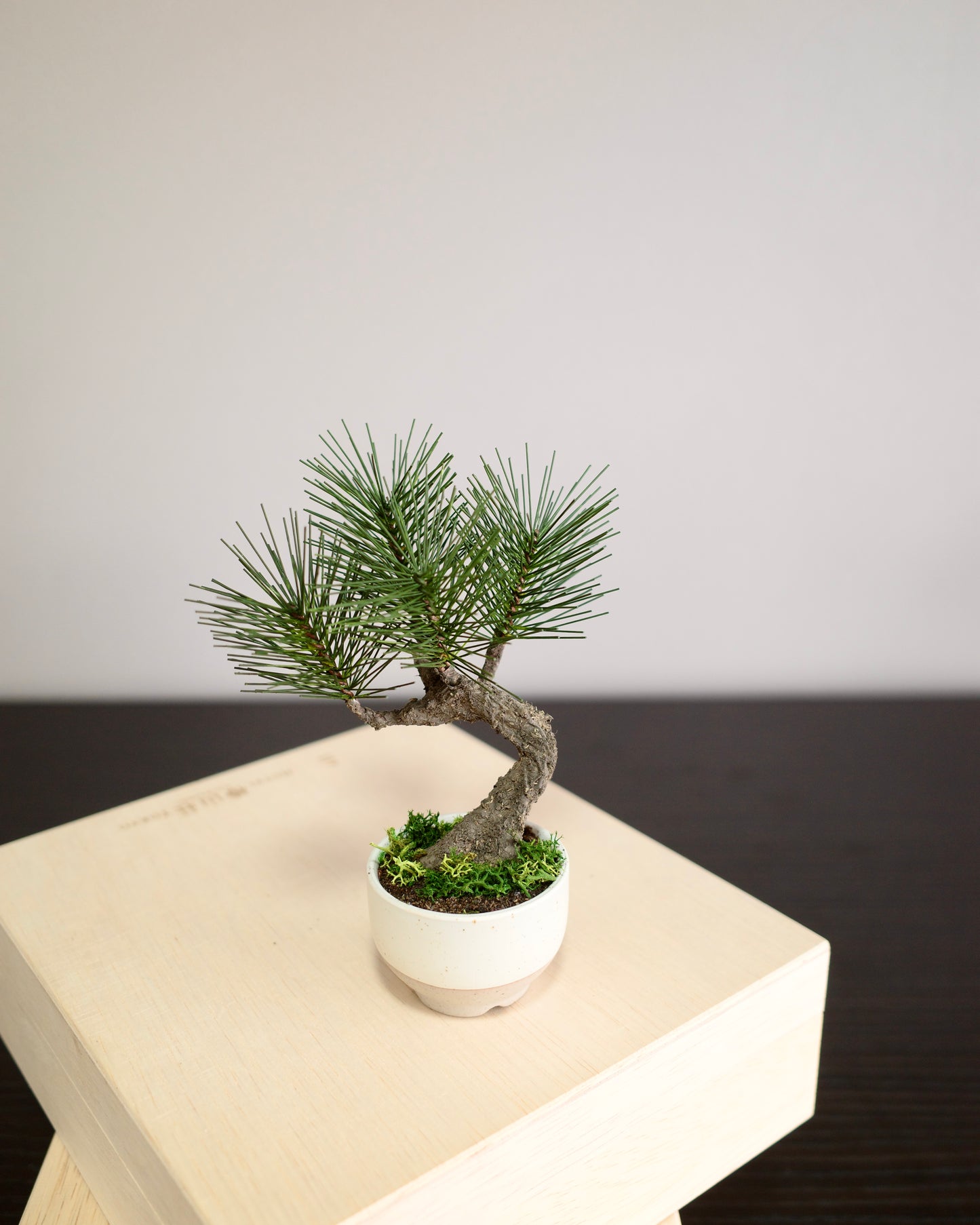 Artificial Moden Bonsai Petit