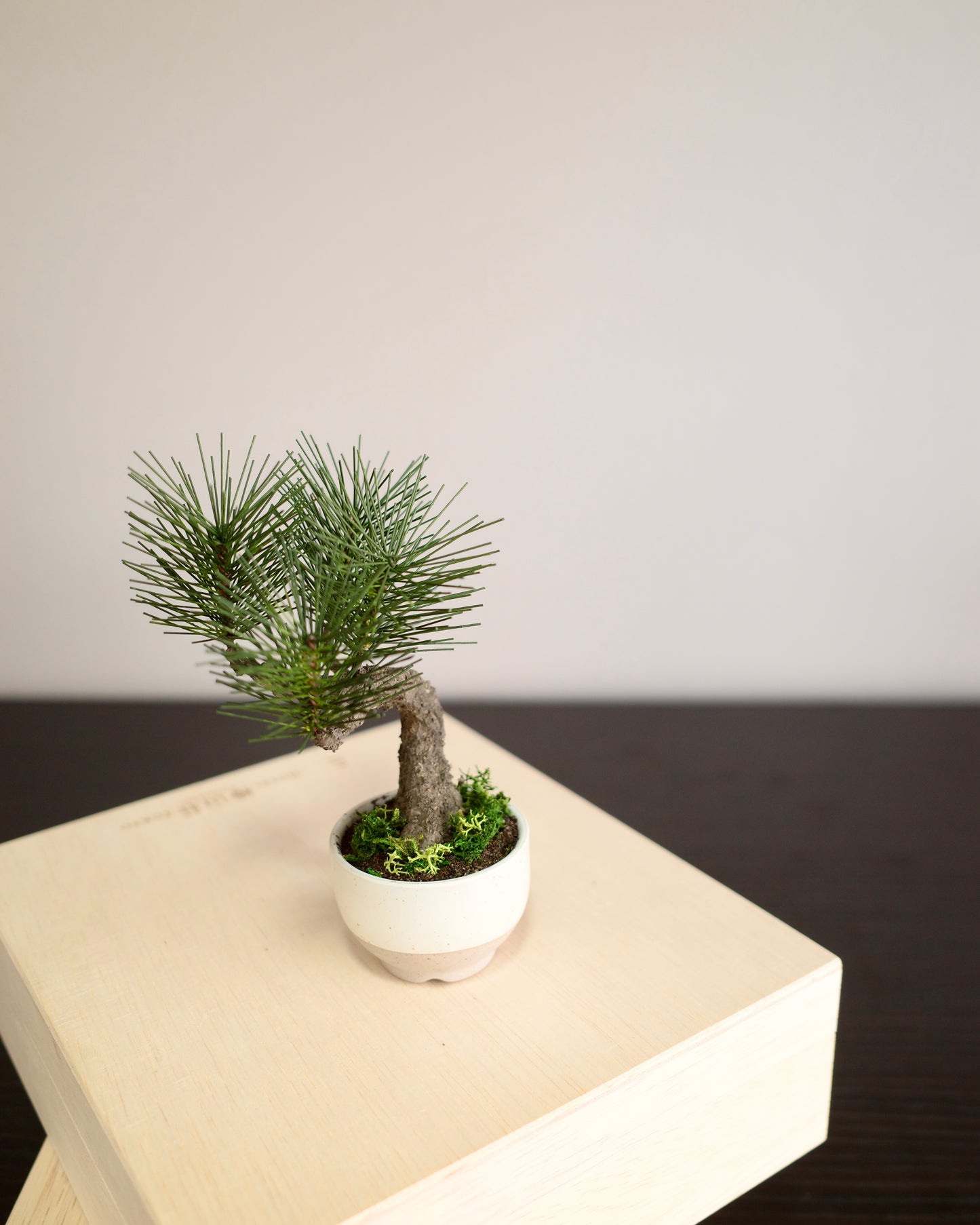 Artificial Moden Bonsai Petit