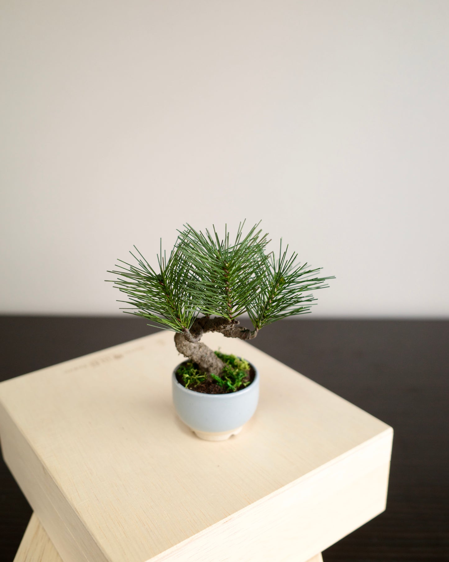 Artificial Moden Bonsai Petit
