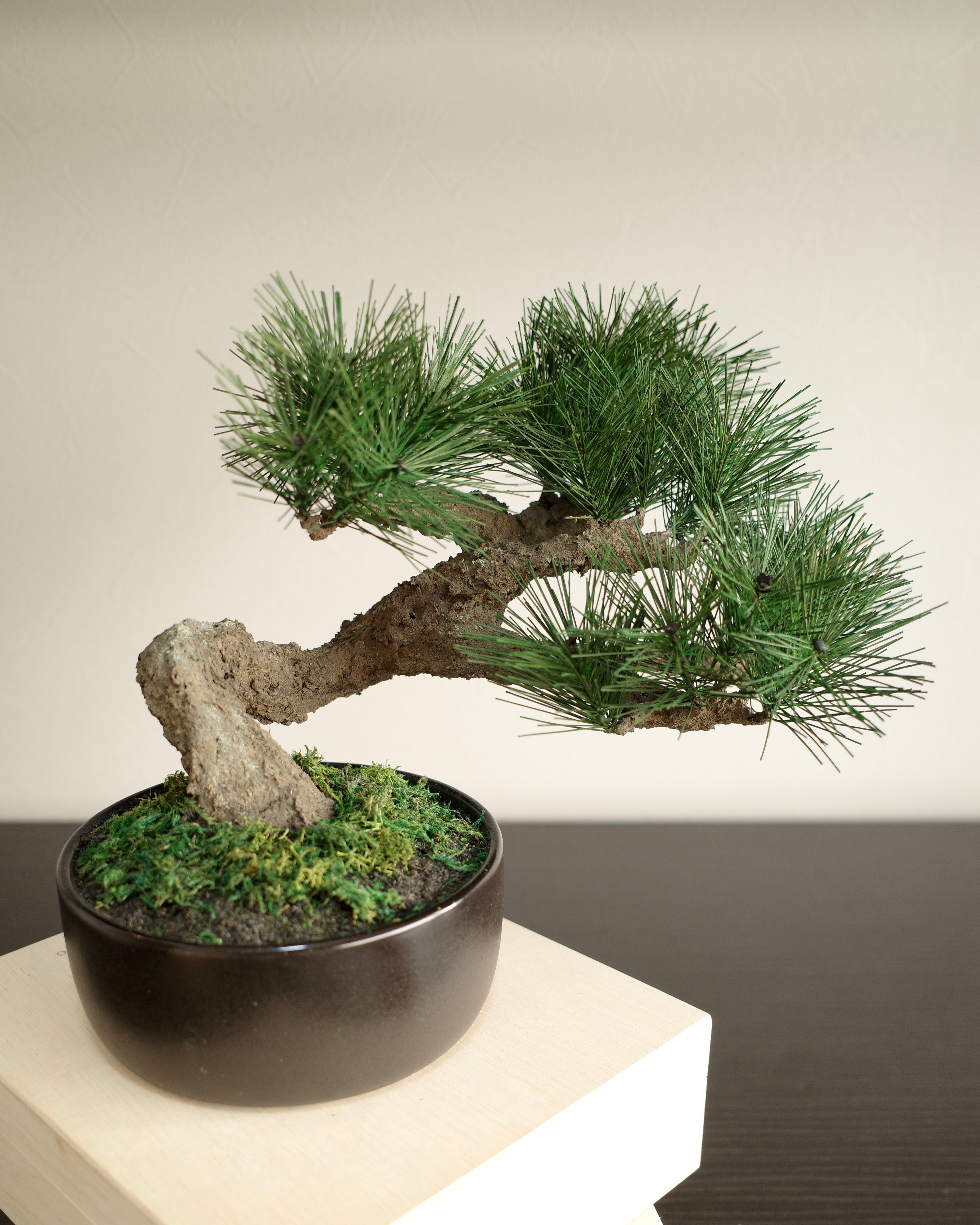 Artificial Moden Bonsai L – Narrative Platform