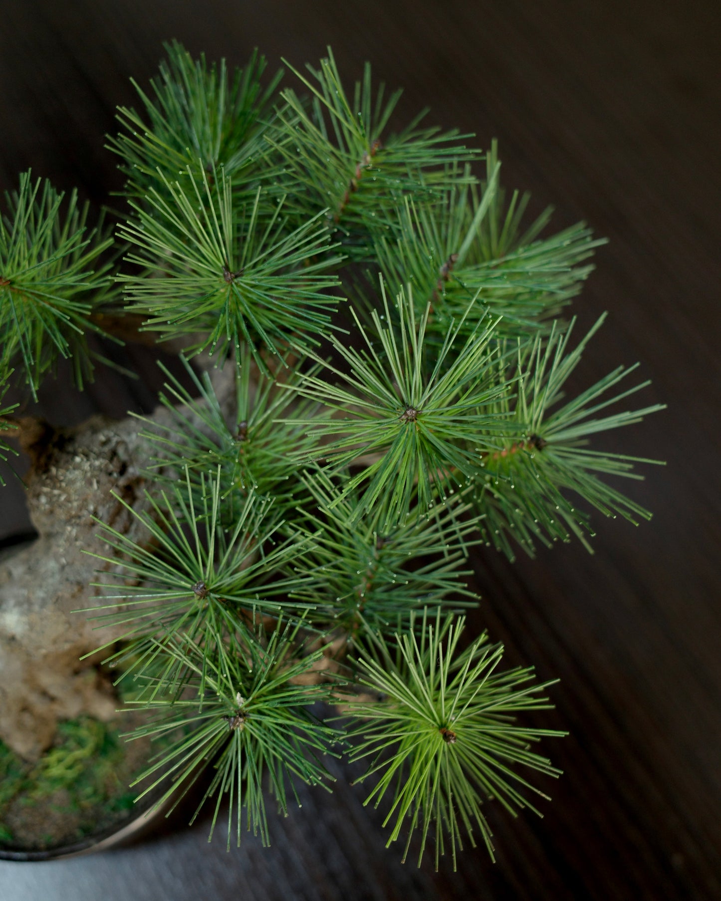 Artificial Moden Bonsai M