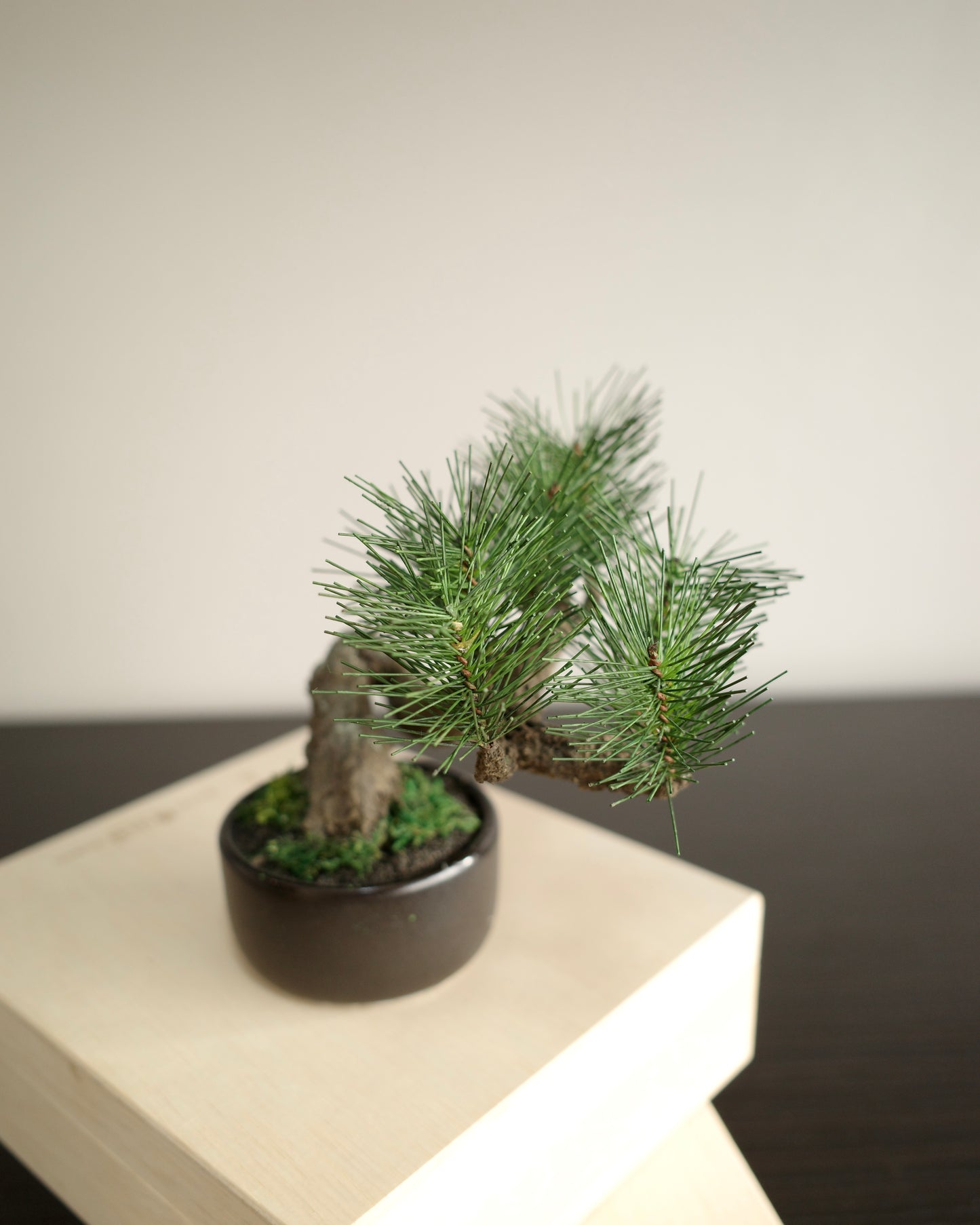 Artificial Moden Bonsai S