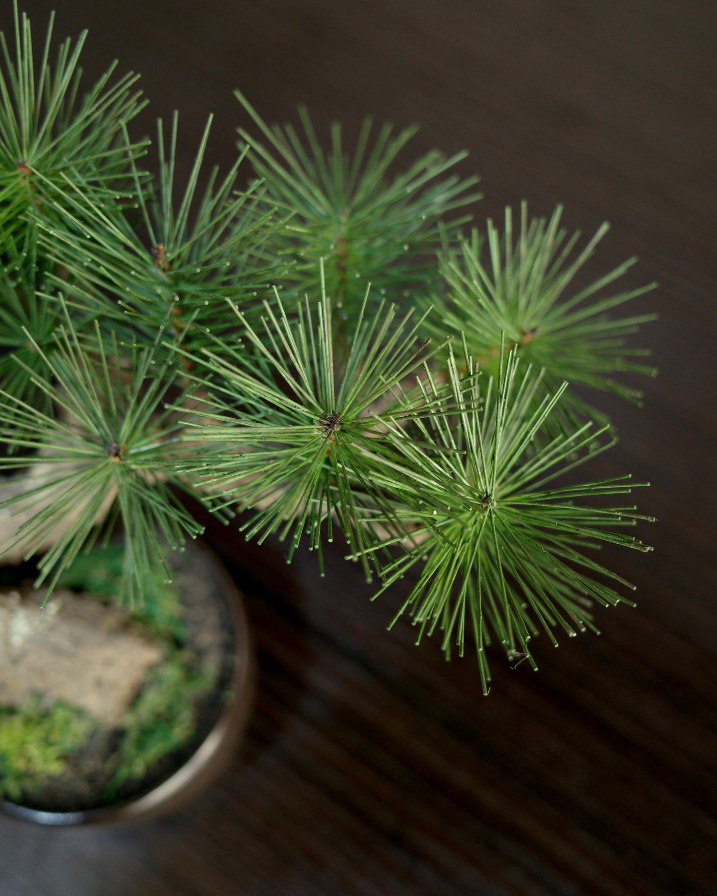 Artificial Moden Bonsai S
