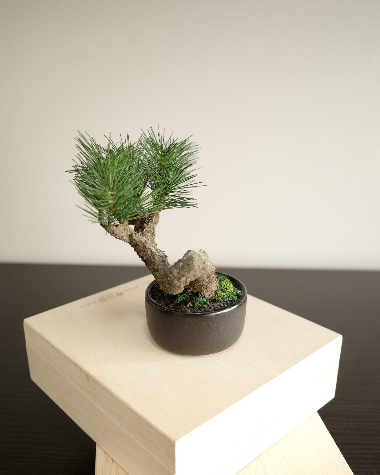 Artificial Moden Bonsai S