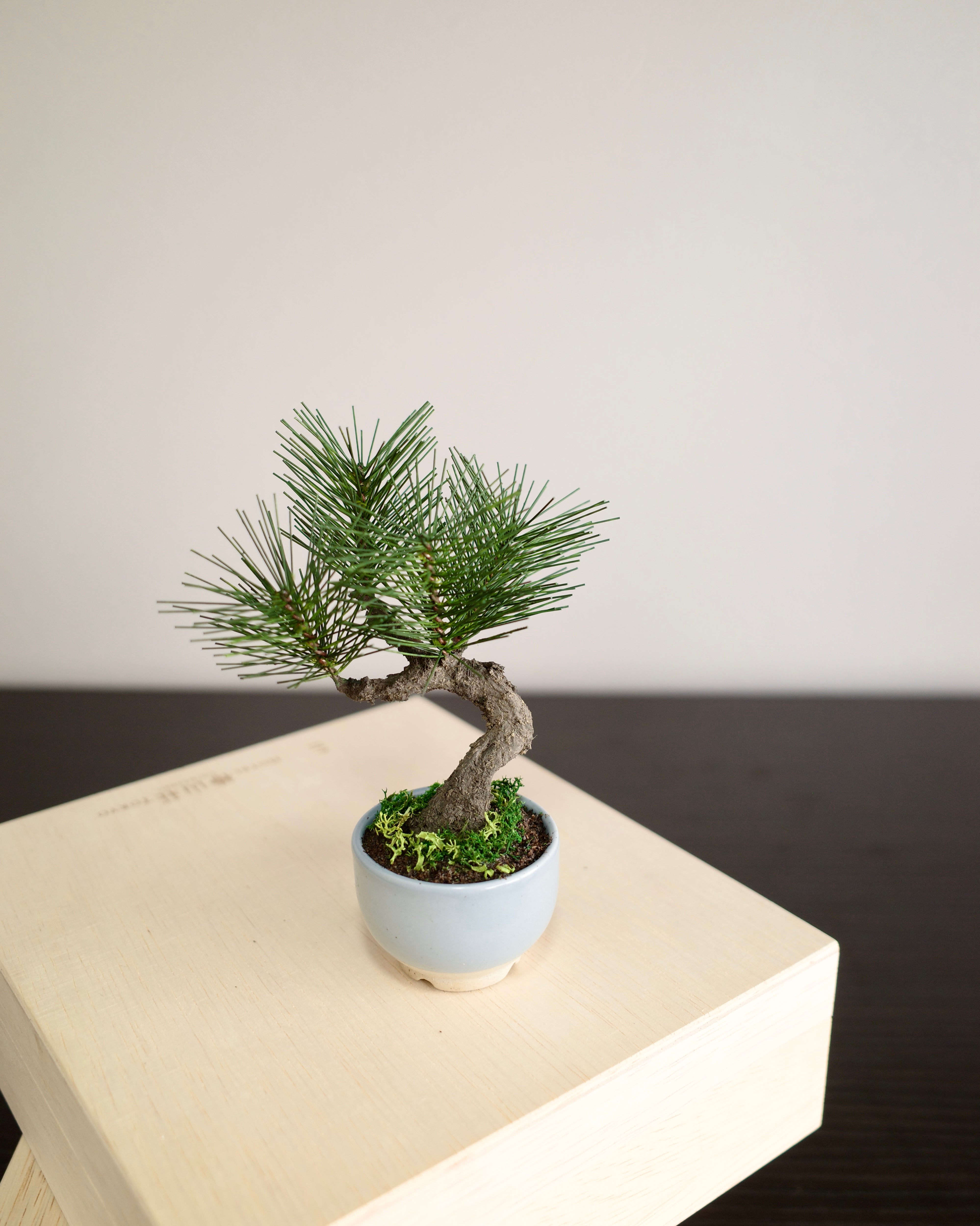Artificial Moden Bonsai Petit – Narrative Platform