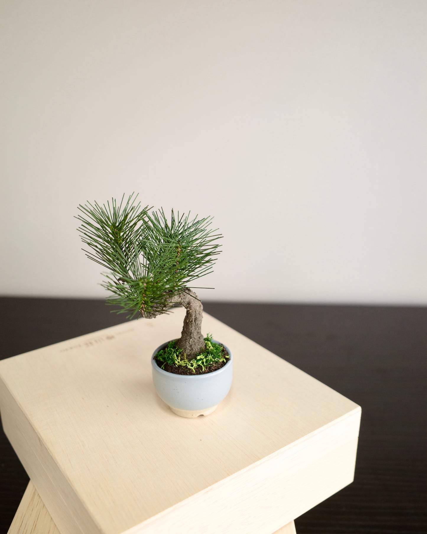 Artificial Moden Bonsai Petit